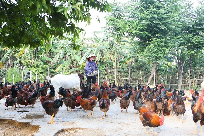 Mô hình phát triển theo hướng sản xuất hữu cơ kết hợp tuần hoàn giữa trồng trọt và chăn nuôi tạo nên thực phẩm sạch chất lượng
