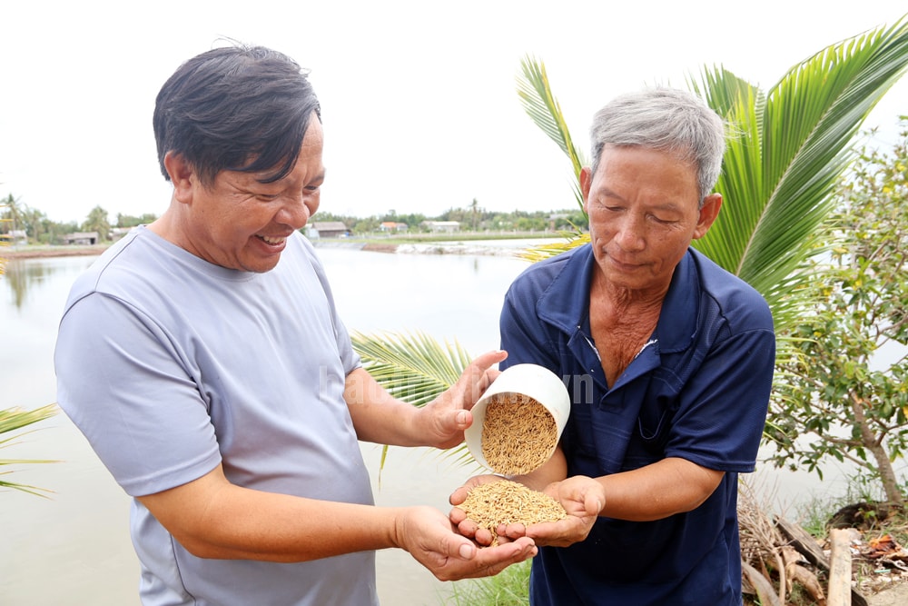 Nông dân Lê Văn Dũng (bên phải) kiểm tra lúa ST24 sau thu hoạch