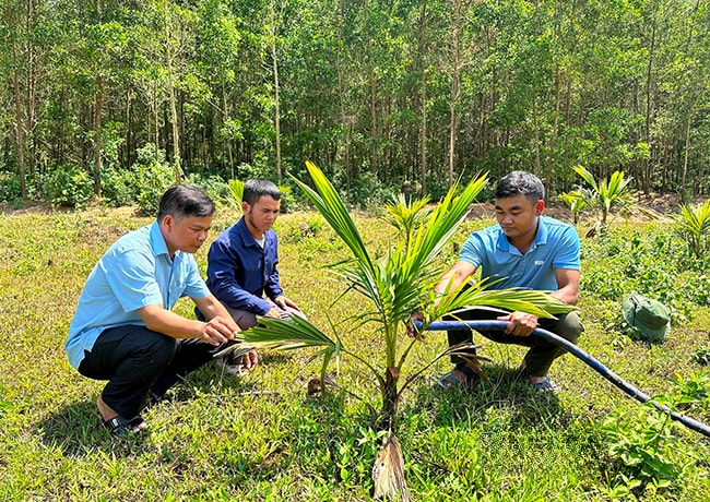 Ông Nguyễn Văn Thanh (bìa trái) cùng cán bộ xã Canh Hiệp hướng dẫn người dân trồng cây dừa xiêm