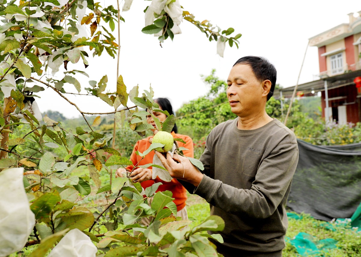 Vườn ổi của ông Hoàng Xuân Bắc, tổ 1, thị trấn Yên Bình mang lại thu nhập khá cho gia đình