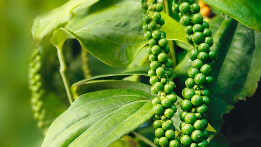 hồ tiêu giá tiêu hôm nay
