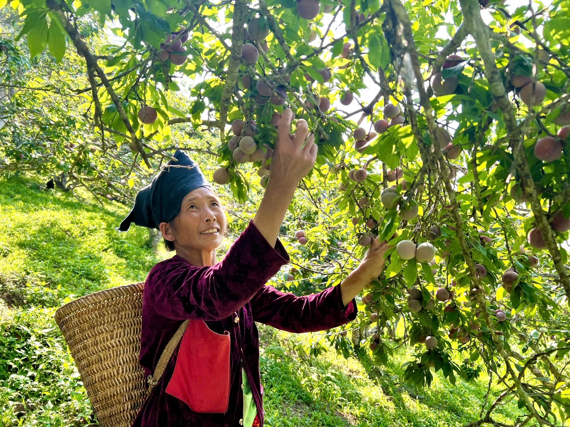 Người dân bản Tà Tổng (xã Tà Tổng, huyện Mường Tè) thu hoạch mận tam hoa