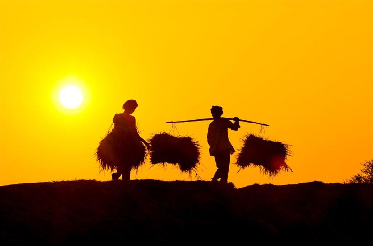 Gạo việt nam