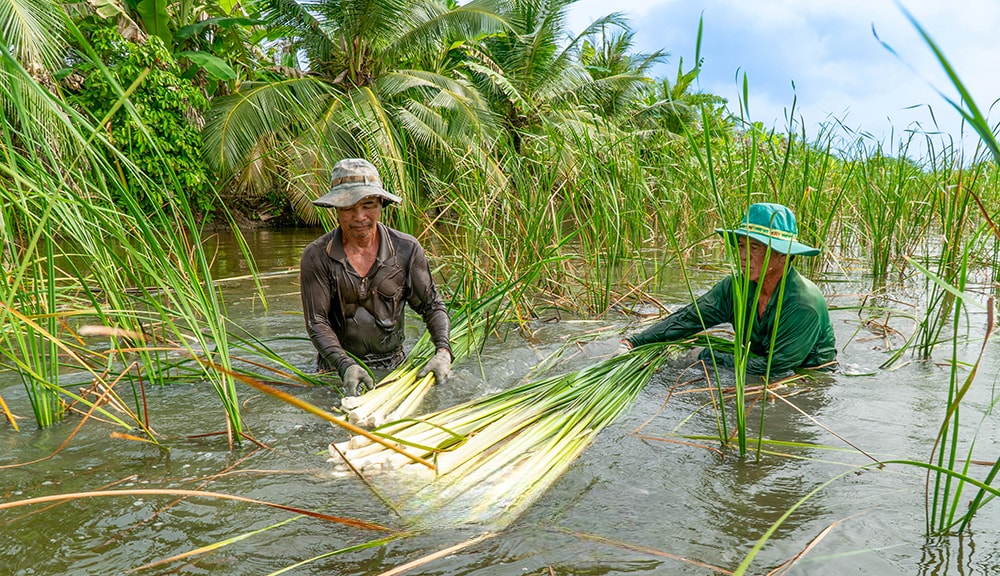 Mô hình trồng bồn bồn kết hợp nuôi cá đồng mang về nguồn thu nhập hàng trăm triệu đồng mỗi năm cho thành viên HTX