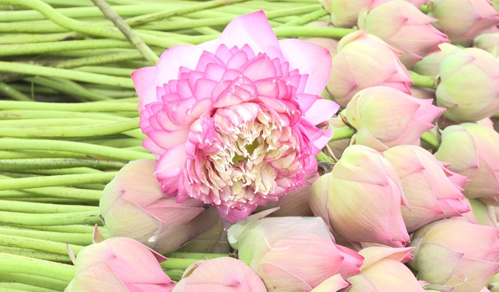 thu hoạch sen Kim Động Hưng Yên