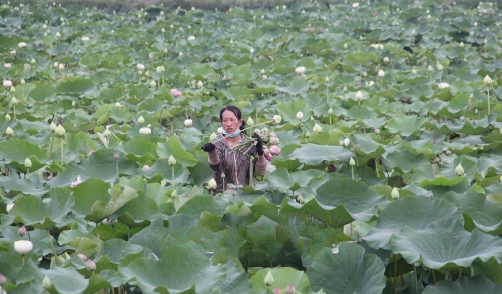 thu hoạch sen Kim Động