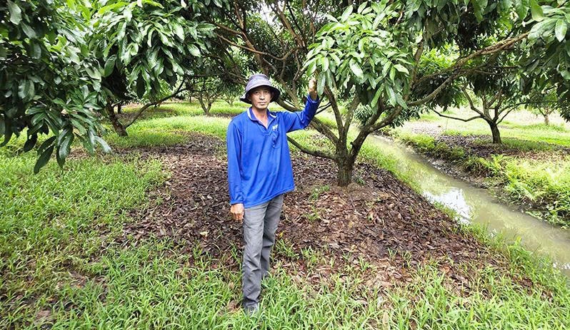 Anh Huỳnh Việt Linh thăm vườn nhãn Ido, theo dõi quá trình phát triển của cây nhãn