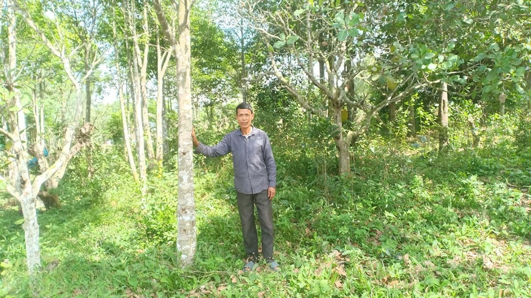 Ông Đào Văn Sáu bên những cây dó bầu trong vườn nhà