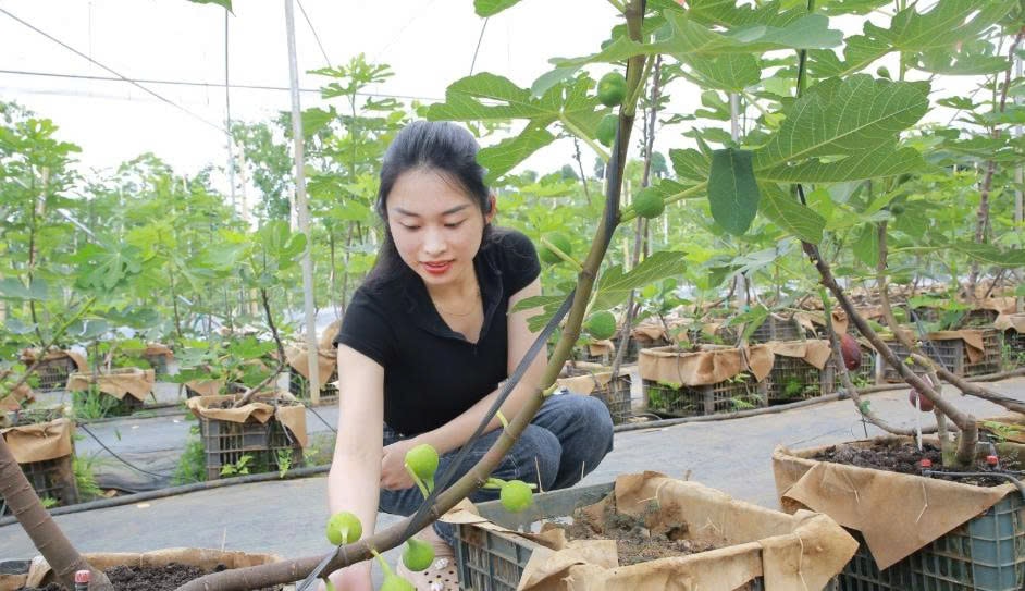 Cây sung Mỹ trồng tại HTX Du lịch Nông nghiệp Bon Bon