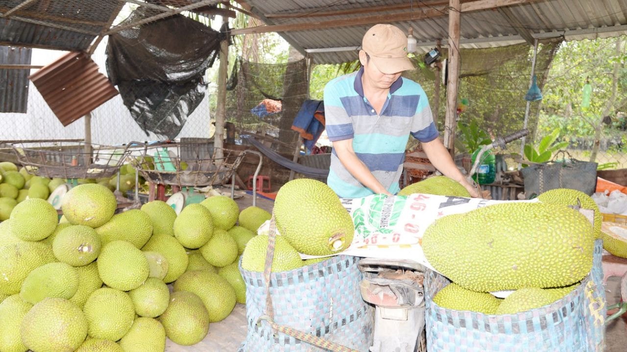 giá mít Thái Tiền Giang