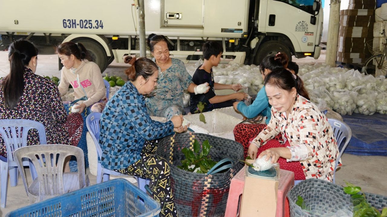 giá ổi Tiêng Giang