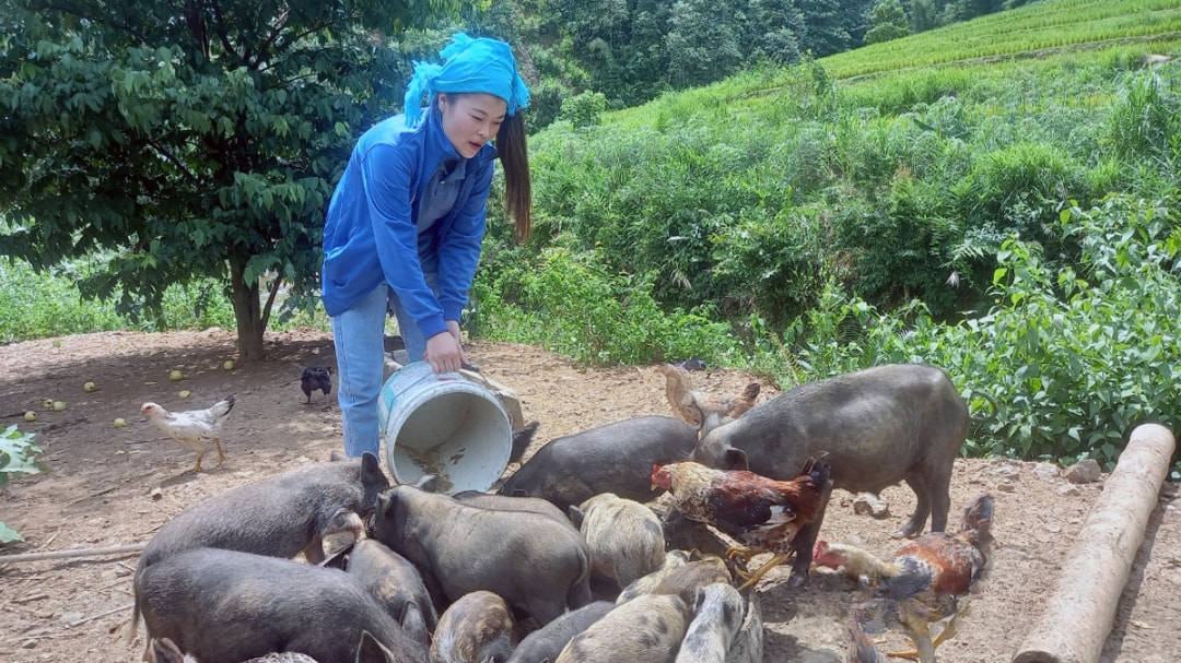Mô hình nuôi lợn thả rừng ở xóm Chàm, xã Tân Pheo, huyện Đà Bắc mang lại hiệu quả kinh tế cao, sản phẩm được khách hàng ưa chuộng (1)