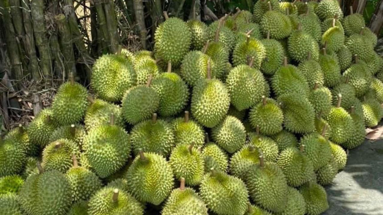 sầu riêng tiền giang