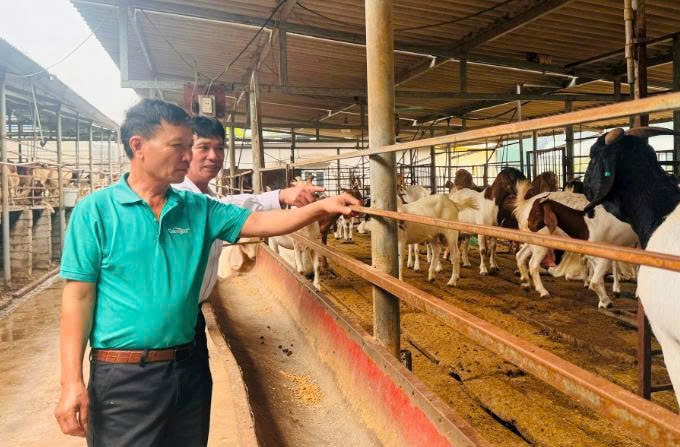 Chất lượng thịt dê do ông Cầu nuôi được nhiều nhà hàng, quán ăn trong và ngoài Kinh Môn ưa chuộng