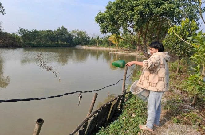 Khi nuôi ếch kết hợp cá trê người nuôi có thể tiết kiệm được chi phí thức ăn cho cá và tăng nguồn thu trên đơn vị diện tích