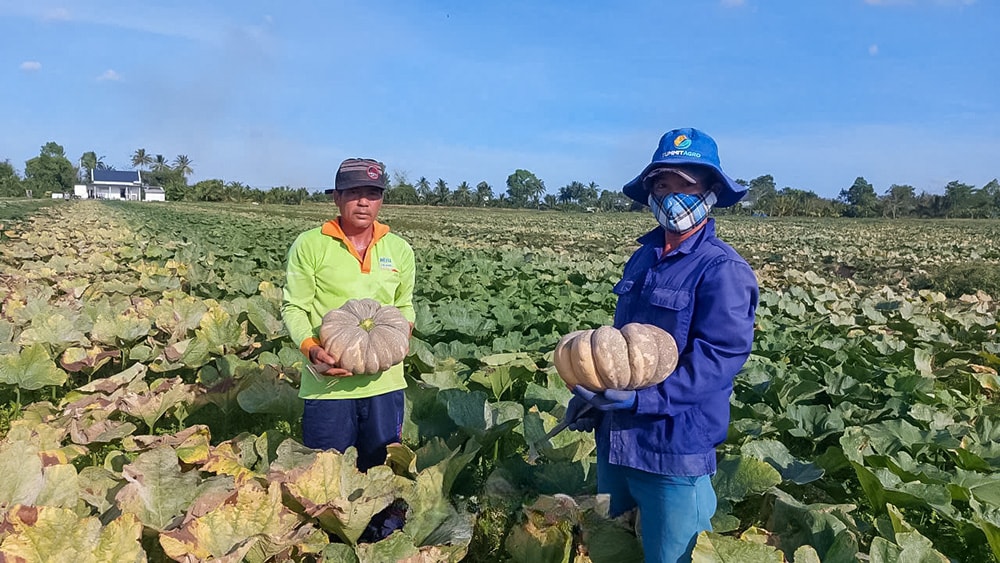 Mỗi năm ruộng bí của ông Minh (bên trái) cho thu nhập vài trăm triệu đồng, gấp đôi thu nhập từ trồng lúa