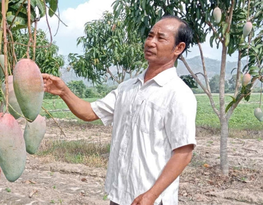 Ông Lương Bích Ngọc chăm sóc vườn xoài Đài Loan của gia đình
