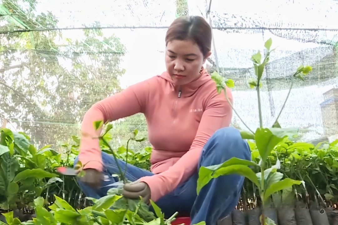 Chị H’Nhiên, ở bon Bu Đắk, xã Thuận An, huyện Đắk Mil lập nghiệp với nghề sản xuất và bán cây giống cà phê