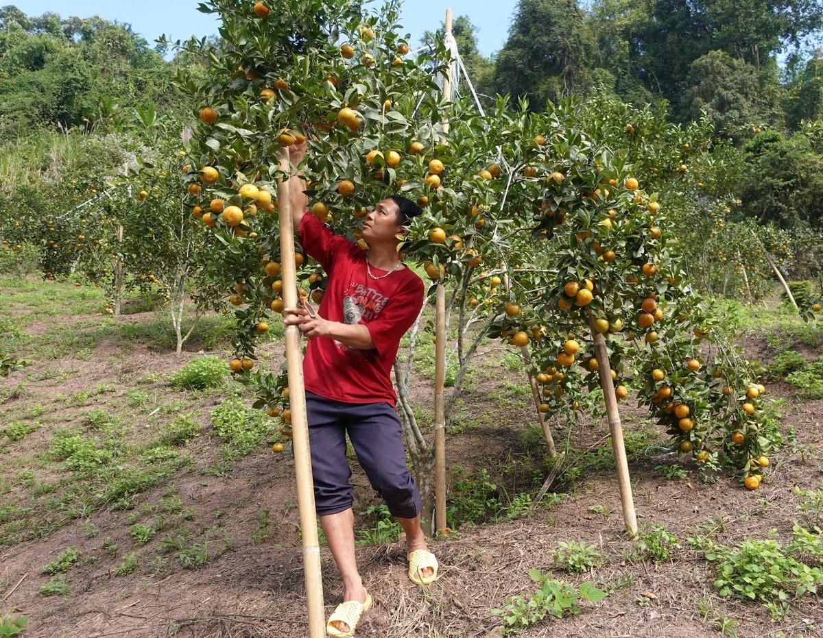 Gia đình anh Lảnh có thu nhập ổn định nhờ trồng quýt