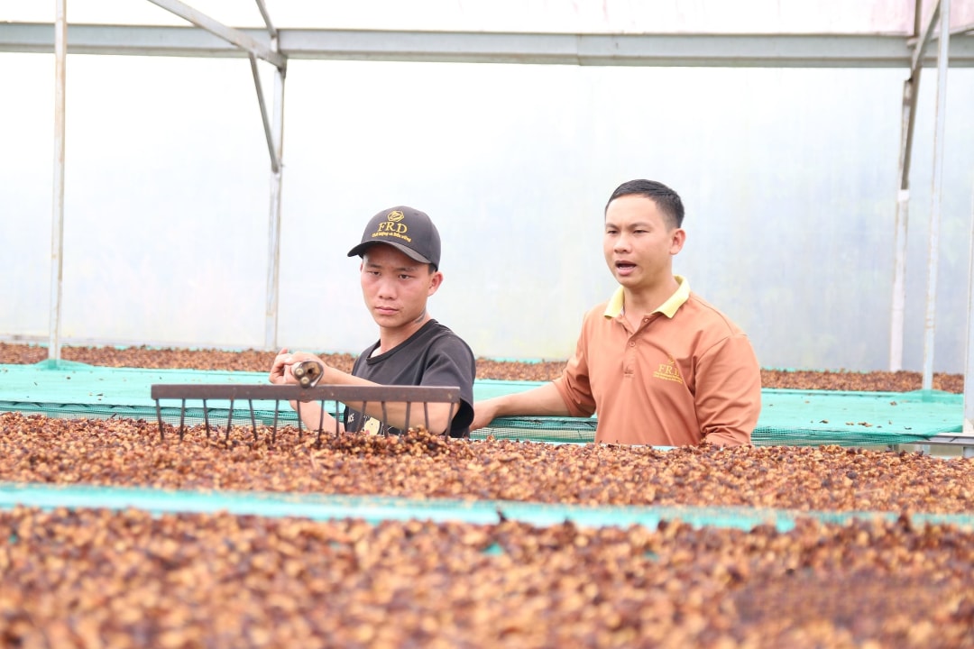 HTX Nông nghiệp Thương mại Công bằng Đắk Ka do anh Trần Văn Phú (bên phải) làm giám đốc góp phần tăng thu nhập cho các thành viên, tạo việc làm cho nhiều thanh niên, người dân địa phương
