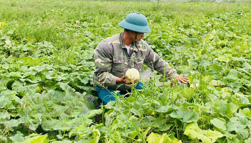 Ông Nguyễn Danh Diễn, thôn Quang Trung, xã Tây Đô gieo trồng gần 1 mẫu dưa lê mang lại hiệu quả kinh tế cao