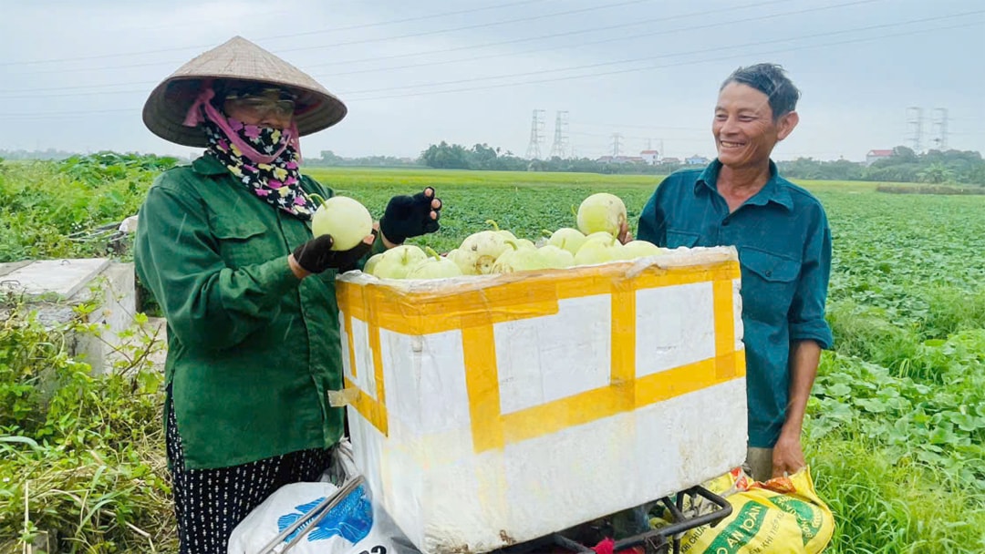 Thương lái đến tận ruộng thu mua cho nông dân Tây Đô