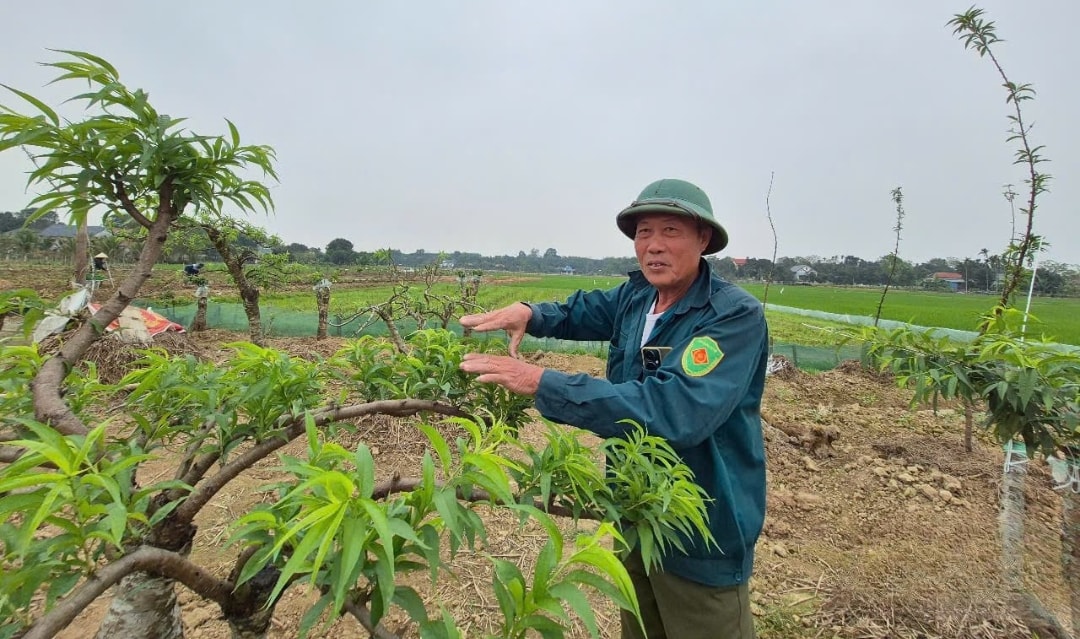 Ông Lê Văn Ban say sưa nói về kĩ thuật trồng, chăm sóc cây đào (1)