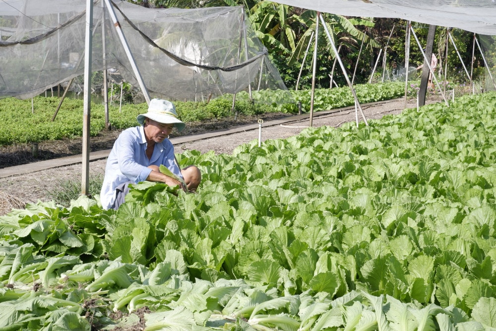 Ông Lê Văn Tộc (xã Long Khê, huyện Cần Đước) chuyển đổi từ trồng lúa sang trồng rau màu mang lại hiệu quả cao