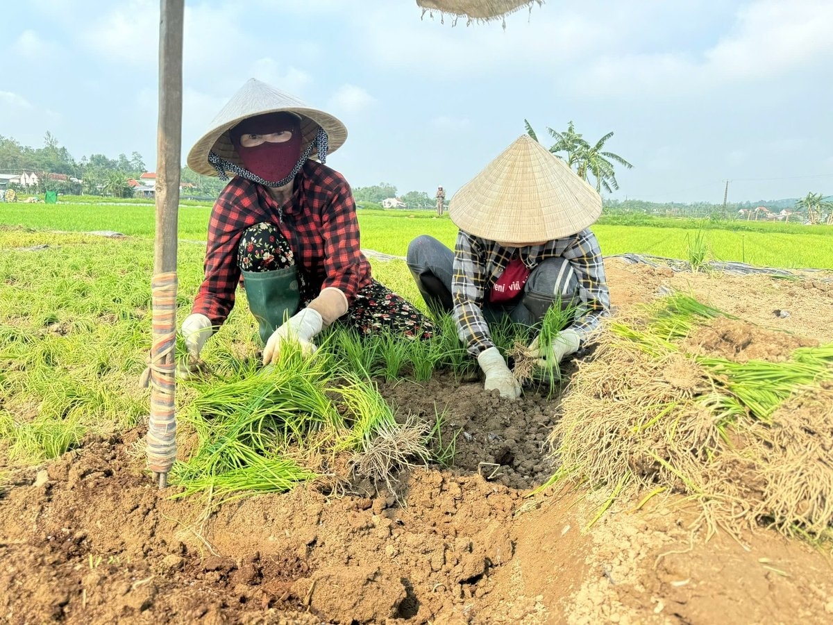 Trồng cây hẹ cũng giúp giải quyết việc làm cho hàng chục lao động lớn tuổi ở địa phương