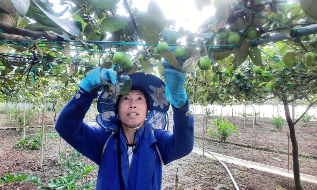 chị Cam Thị Thu Hà (53 tuổi, ngụ ấp Hiệp Trị, xã Phước Trung, huyện Gò Công Đông, tỉnh Tiền Giang)
