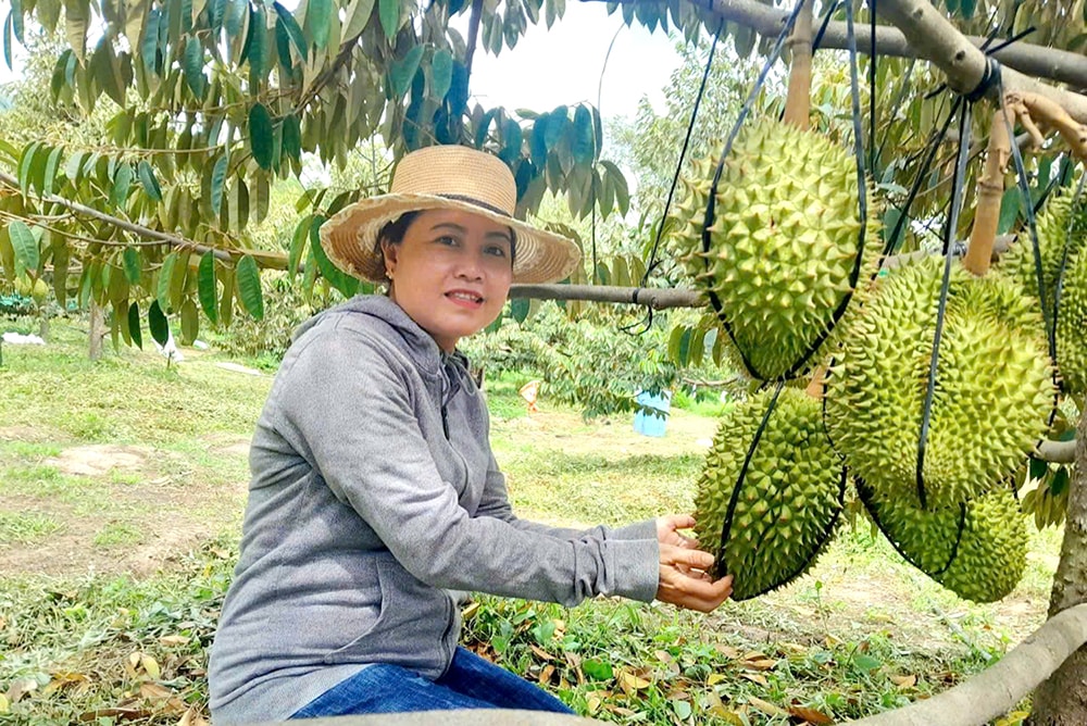 Nhờ trồng sầu riêng mà nhiều nông dân núi Dài có được cuộc sống ổn định