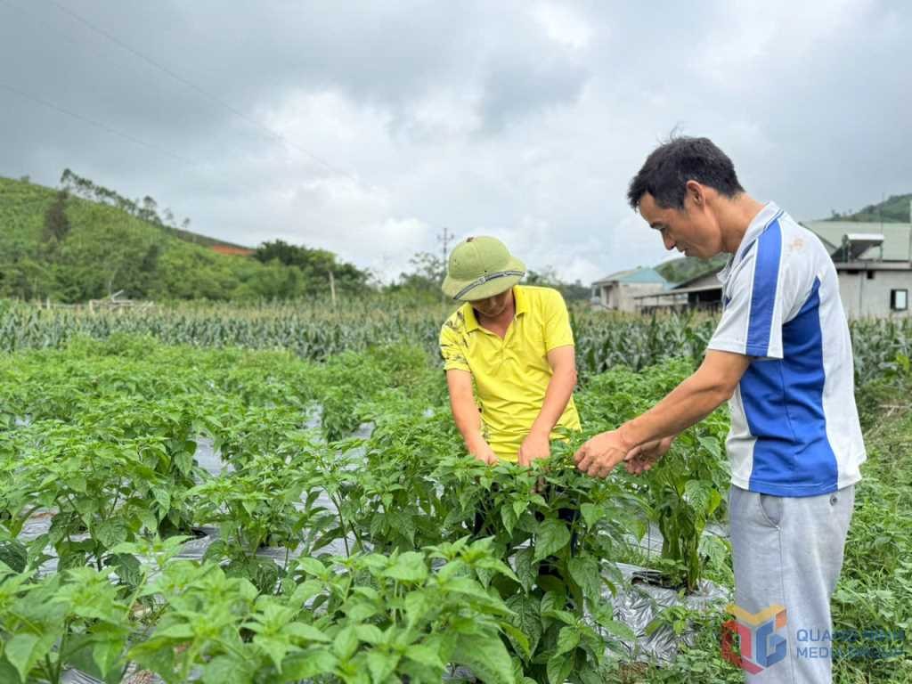 Nông dân xã Đại Dực (huyện Tiên Yên) phát triển sản phẩm ớt chào mào thành sản phẩm OCOP 3 sao