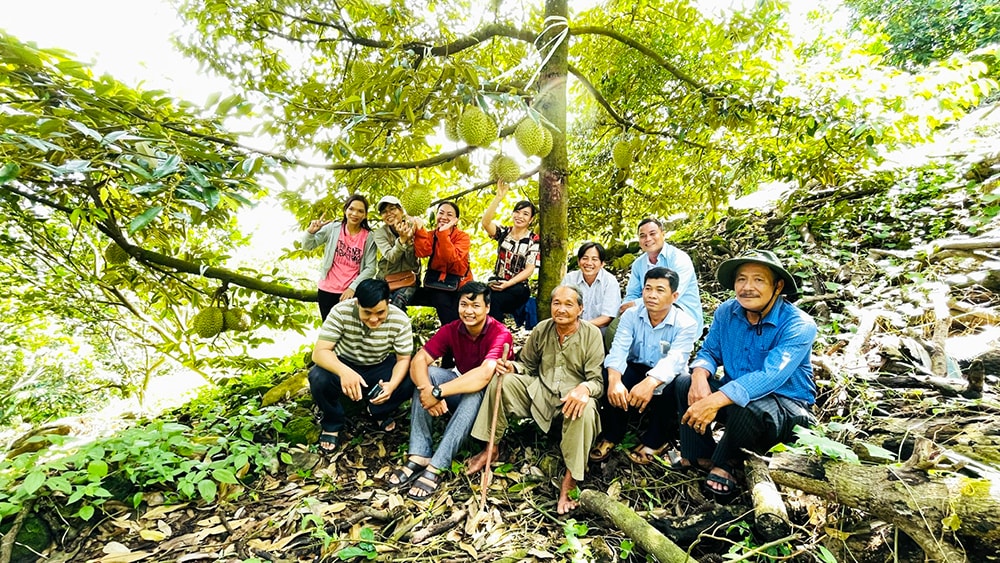 Sầu Riêng núi Dài
