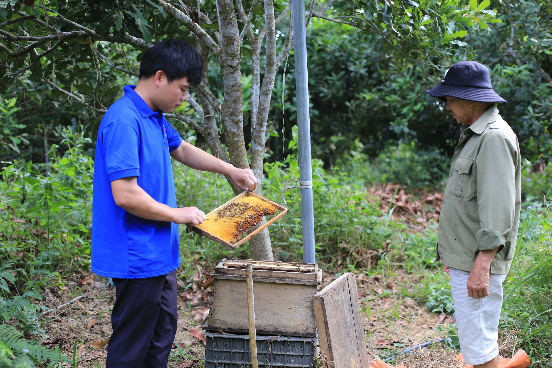 Anh Cánh kiểm tra mô hình nuôi ong lấy mật
