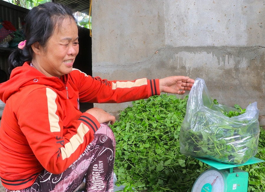 Bà Nguyễn Thị Ánh (thôn Tân Tụ, xã Tân An, huyện Đak Pơ) tất bật đóng gói rau má để giao cho khách hàng