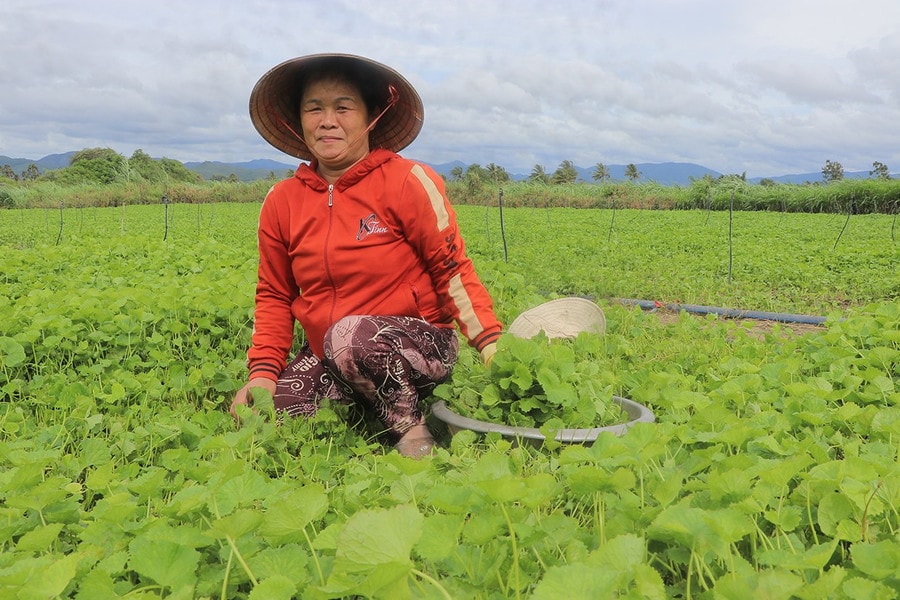 Bà Nguyễn Thị Ánh (thôn Tân Tụ, xã Tân An, huyện Đak Pơ) thu hoạch rau má