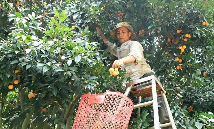 Ông Nguyễn Hiệp, nông dân tại ấp 4, xã Trà Cổ, huyện Tân Phú, thu lợi nhuận cao nhờ bán thanh trà tại vườn