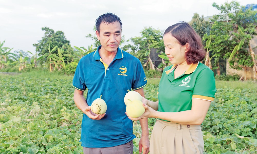 Chị Nghiêm Thị Hường, Giám đốc Hợp tác xã Sản xuất nông nghiệp và Dịch vụ Toàn Thắng chia sẻ kinh nghiệm chăm sóc dưa lê