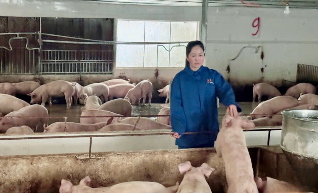 Mô hình chăn nuôi lợn của gia đình chị Vi Thị Trường