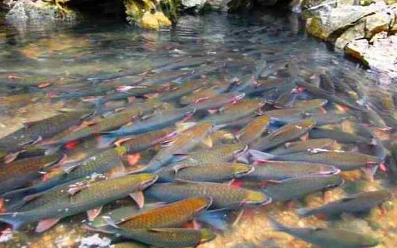 suối cá thần Cẩm Lương