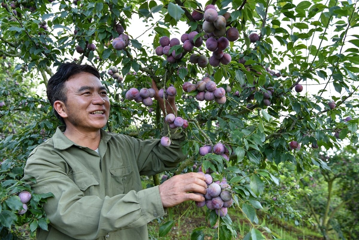 Anh Lờ Lao Chùa kiểm tra vườn mận