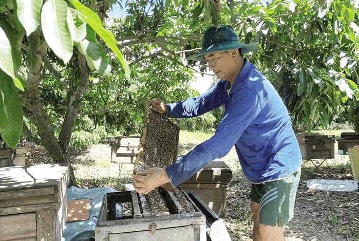 Chú Ba chia sẻ mô hình trồng nhãn kết hợp nuôi ong mật cho thu nhập ổn định