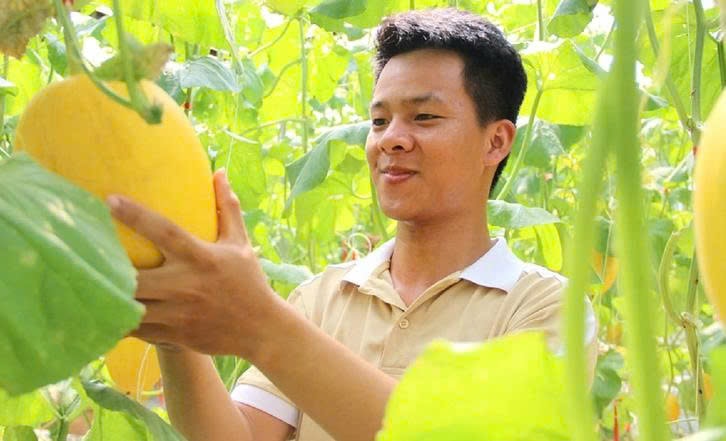 Minh Kiệt nâng niu từng quả dưa lưới hoàng kim vàng óng trong khu vườn làm nông nghiệp xanh của mình