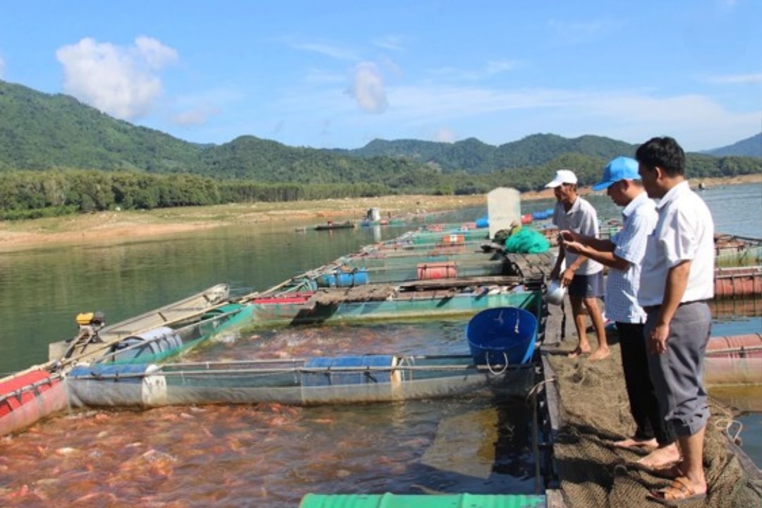 Nghề nuôi cá lồng bè ở miền núi, trong đó có cá điêu hồng, giúp nông dân tỉnh Bình Định có thu nhập ổn định (1)