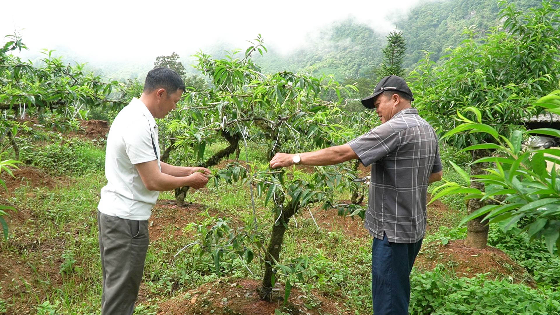 Anh Chìu tích cực chia sẻ kinh nghiệm cho bà con trong thôn