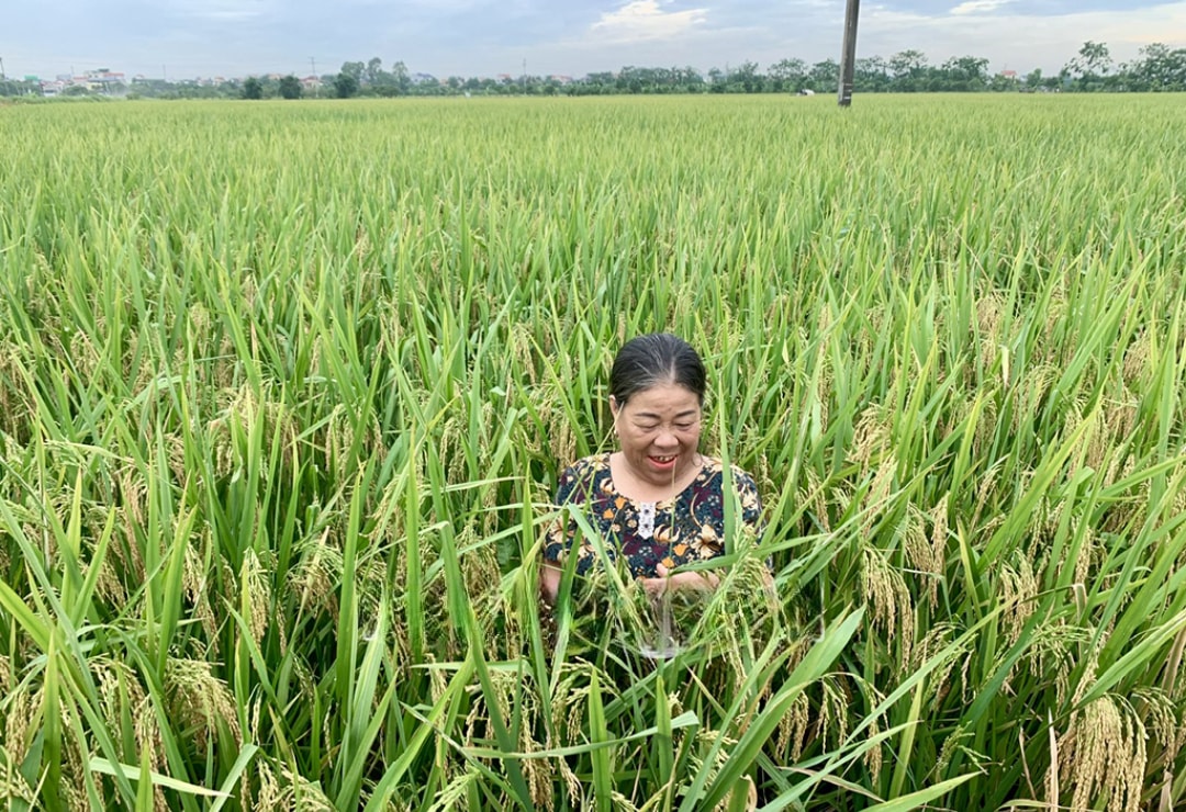 Bà Đỗ Thị Xoa, xã Đồng Tiến (Khoái Châu) phấn khởi vì vụ này lúa được mùa (1)
