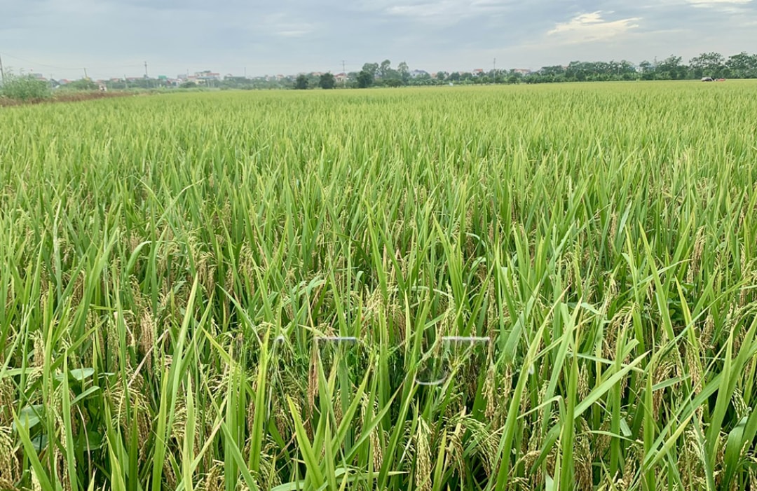 Cánh đồng rộng lớn được vợ chồng bà Xoa cấy 1 giống nên năng suất, chất lượng cao (1)