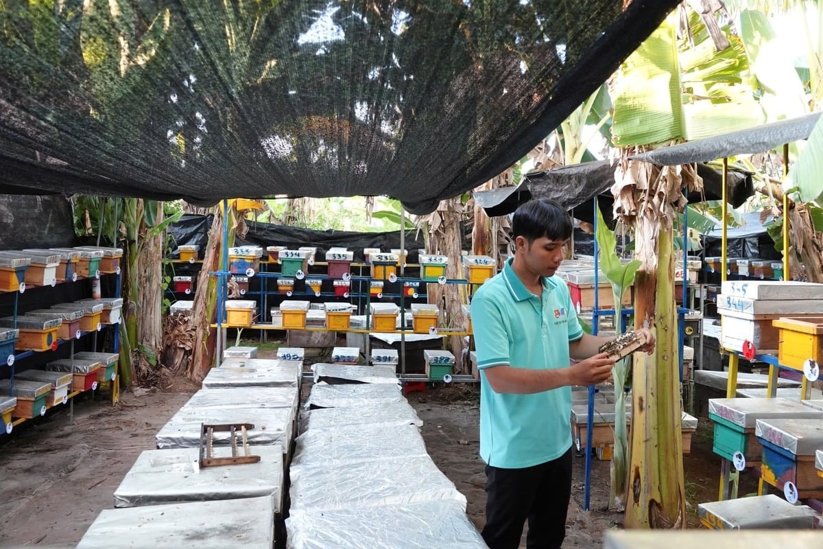 Nuôi ong lấy mật đang là mô hình chăn nuôi mới, mở ra hướng phát triển tốt