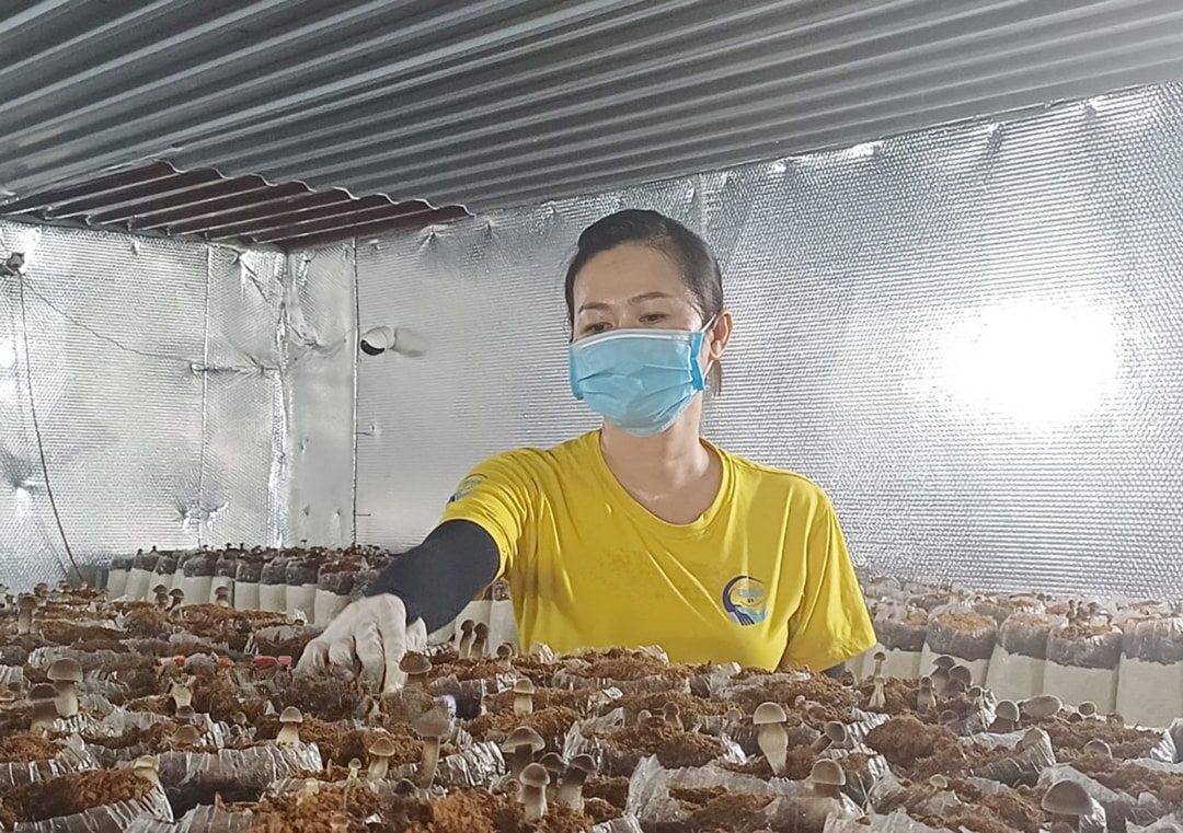 Để thu hoạch đúng thời điểm, đảm bảo đạt chuẩn chất lượng người trồng nấm phải thường xuyên kiểm tra, theo dõi sự phát triển của nấm (1)