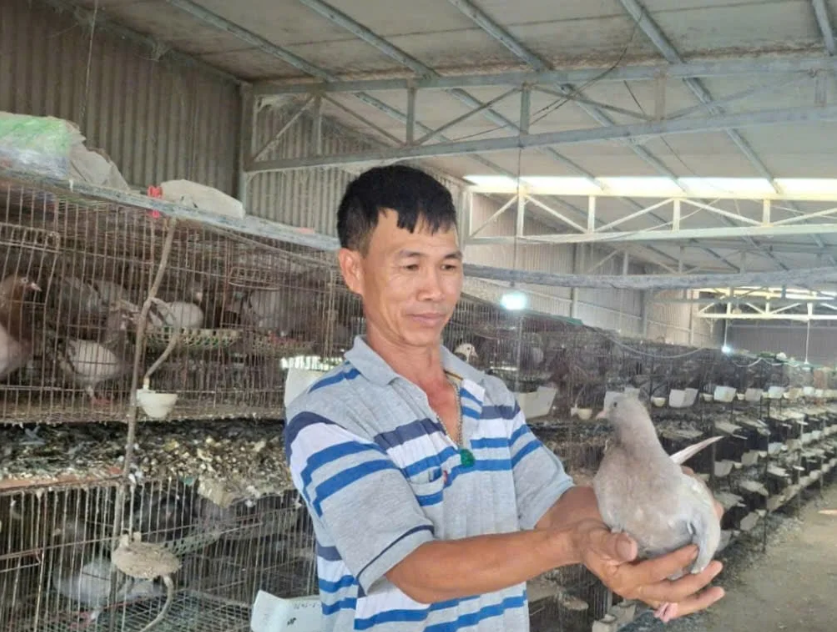 Giống chim bồ câu Pháp của ông Trai